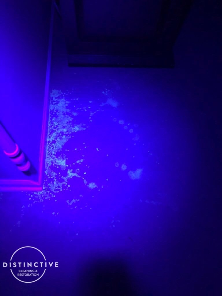 pet urine on carpet under black light