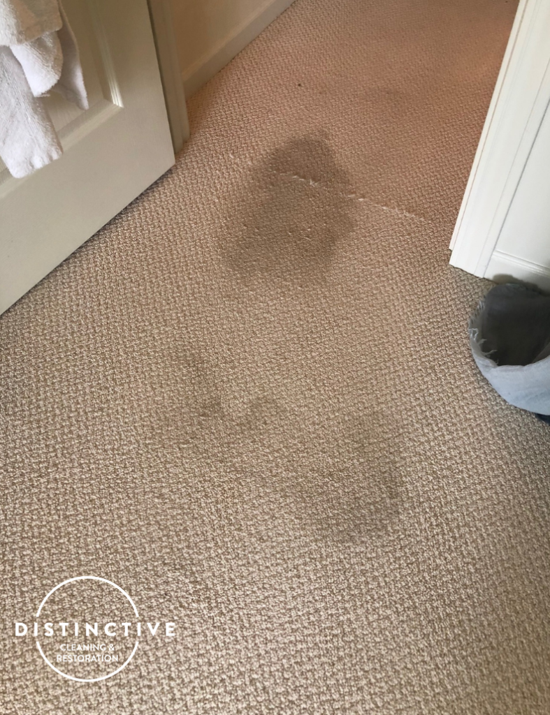 Pet Stain & Urine Odor Removal - Fort Wayne, IN